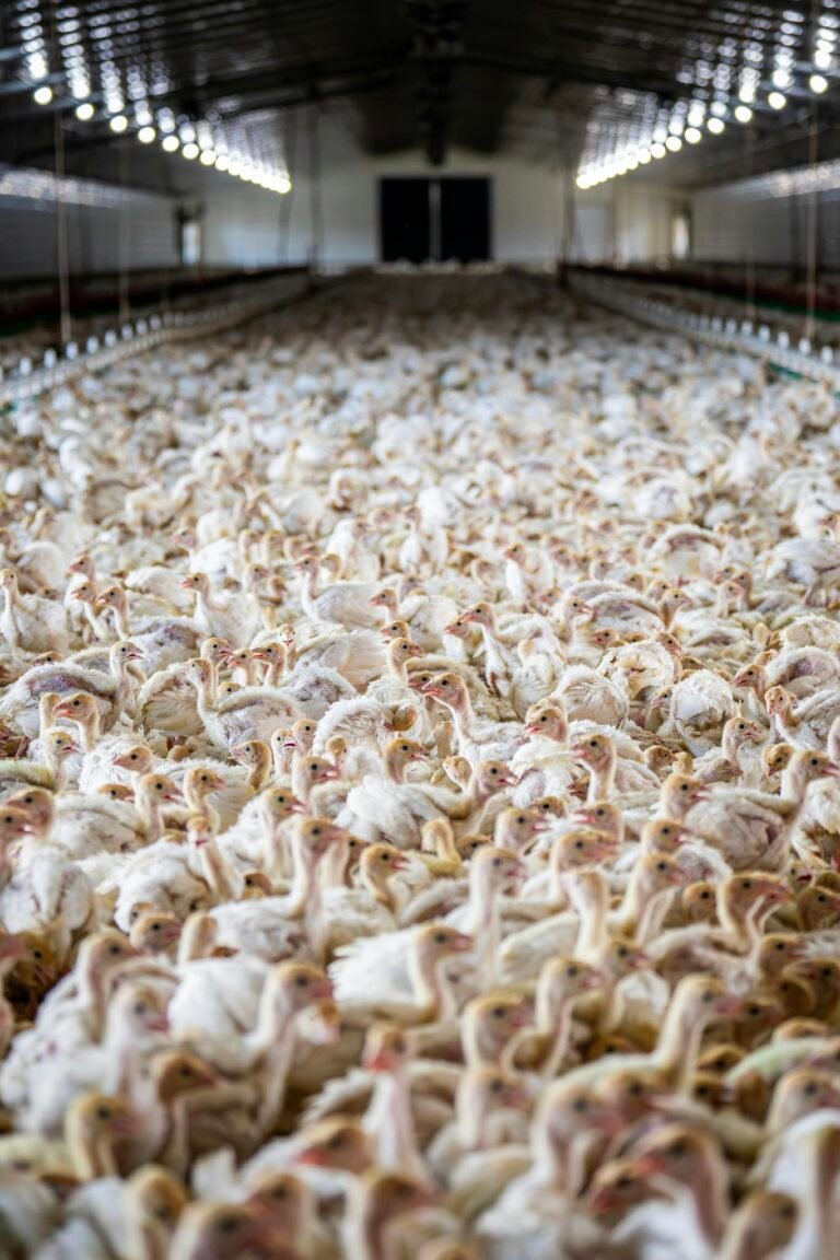Close-up of a Flock of Chickens